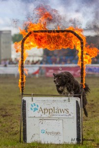 Paws For Thought at the Three Counties Show