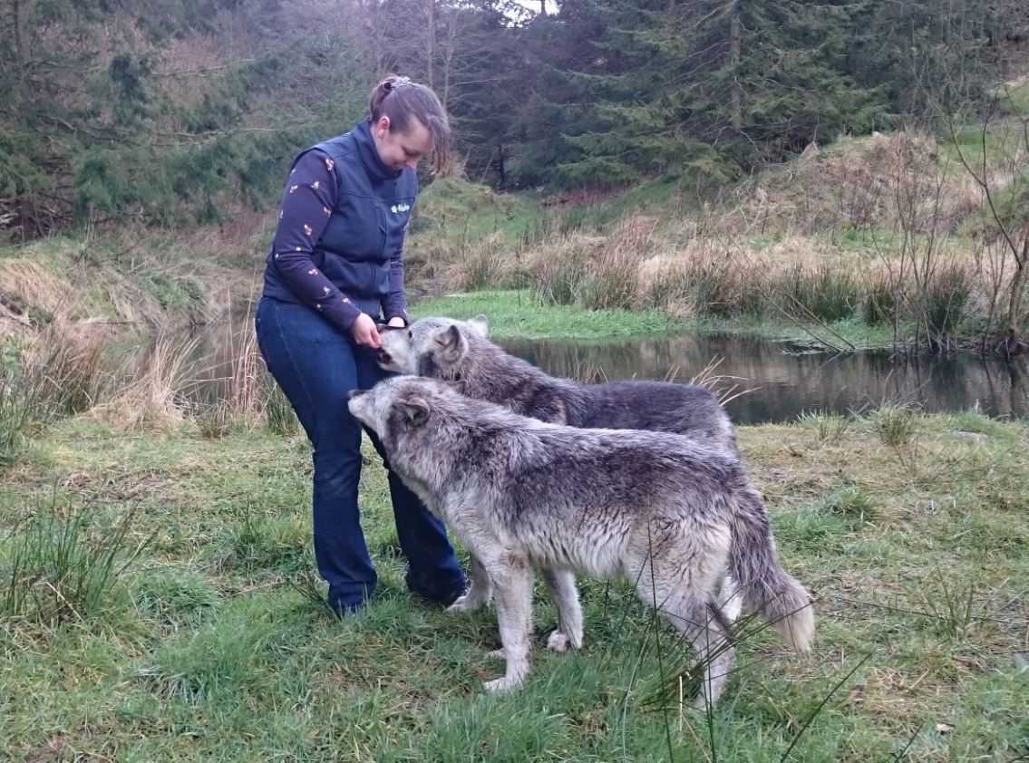 Akela meets wolves