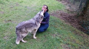 akela meeting wolf