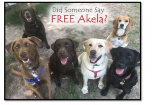 Free Akela Competition