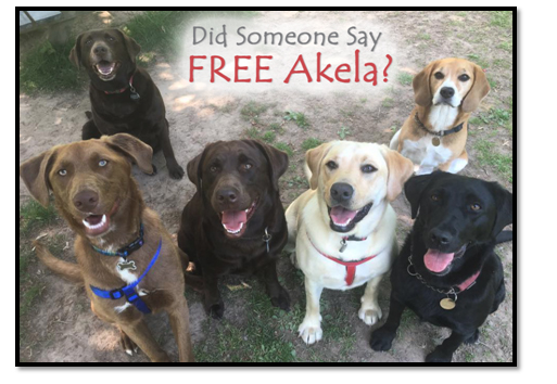 Free Akela – Competition Now Open