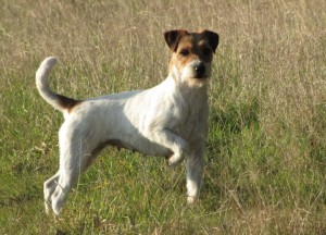 Alncroft Parson Russell Terriers 