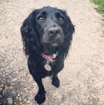 Pledge for Pippa – Stop Alabama Rot