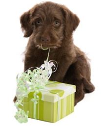 Dog Gift Ideas