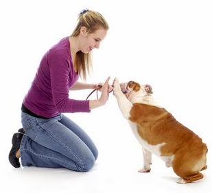Dog Training Aids