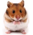 Hamster & Small Rodent Offers