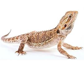 Reptile and Bird Special Offers