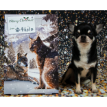 Akela Christmas Advent Calendar suitable for Dogs, Cats & Ferrets (free treat offer, see below)