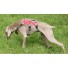 Akela Tracker Sporthundegeschirr gepolstert & reflektierend Rot