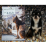 Akela Christmas Advent Calendar suitable for Dogs, Cats & Ferrets (free treat offer, see below)